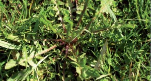 Cicorium intybus