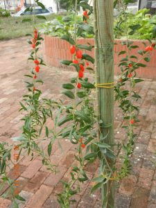 Lycium barbarum (Goji)